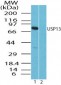 USP13 Antibody (aa500-550)